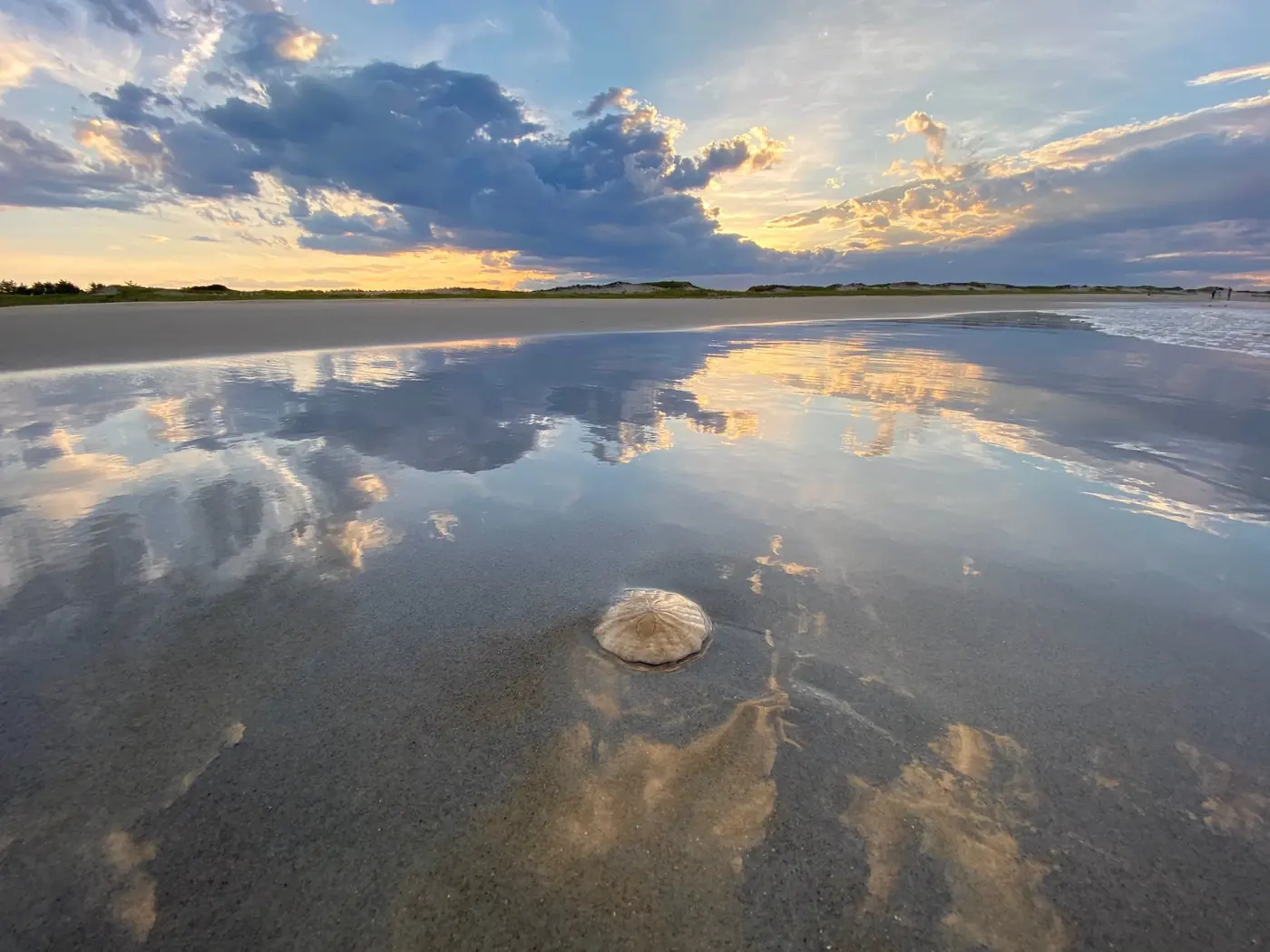 A sand dollar on wet sand at sunrise, from the Blue Heron Field Course